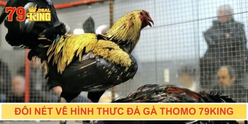 Giới thiệu đôi nét về hình thức đá gà thomo online tại 79 KING