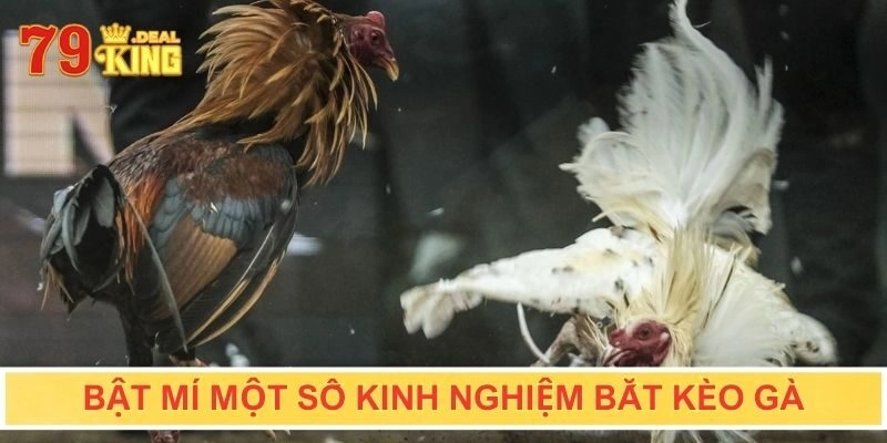 Bật mí một số kinh nghiệm bắt kèo gà cho tân thủ