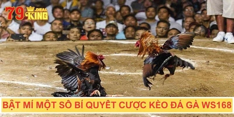 Bật mí một số bí quyết cược kèo đá gà WS168 cực chuẩn